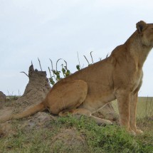 Again watching Lioness